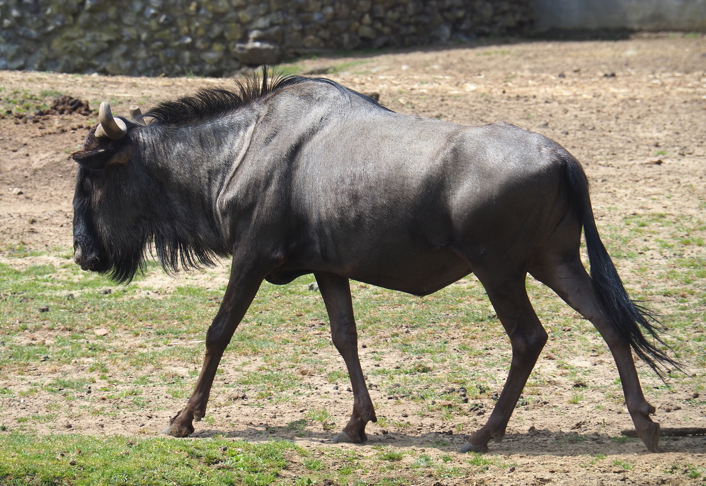 Blue wildebeest (Connochaetes taurinus taurinus), 2021-06-15
