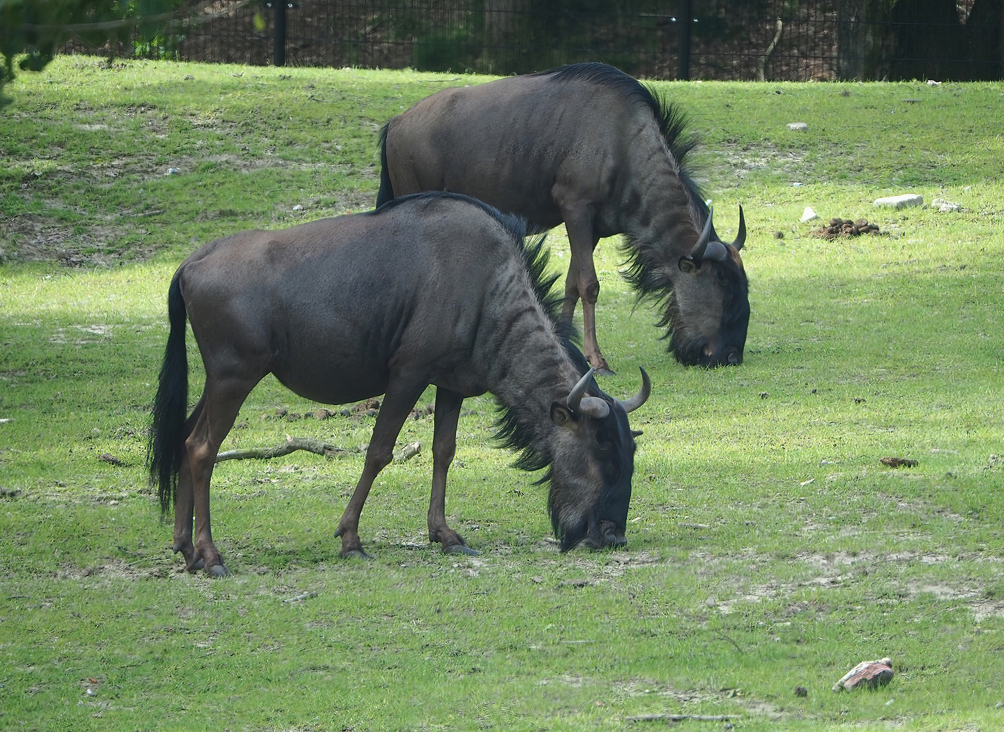 Blue wildebeest (Connochaetes taurinus taurinus), 2022-06-12