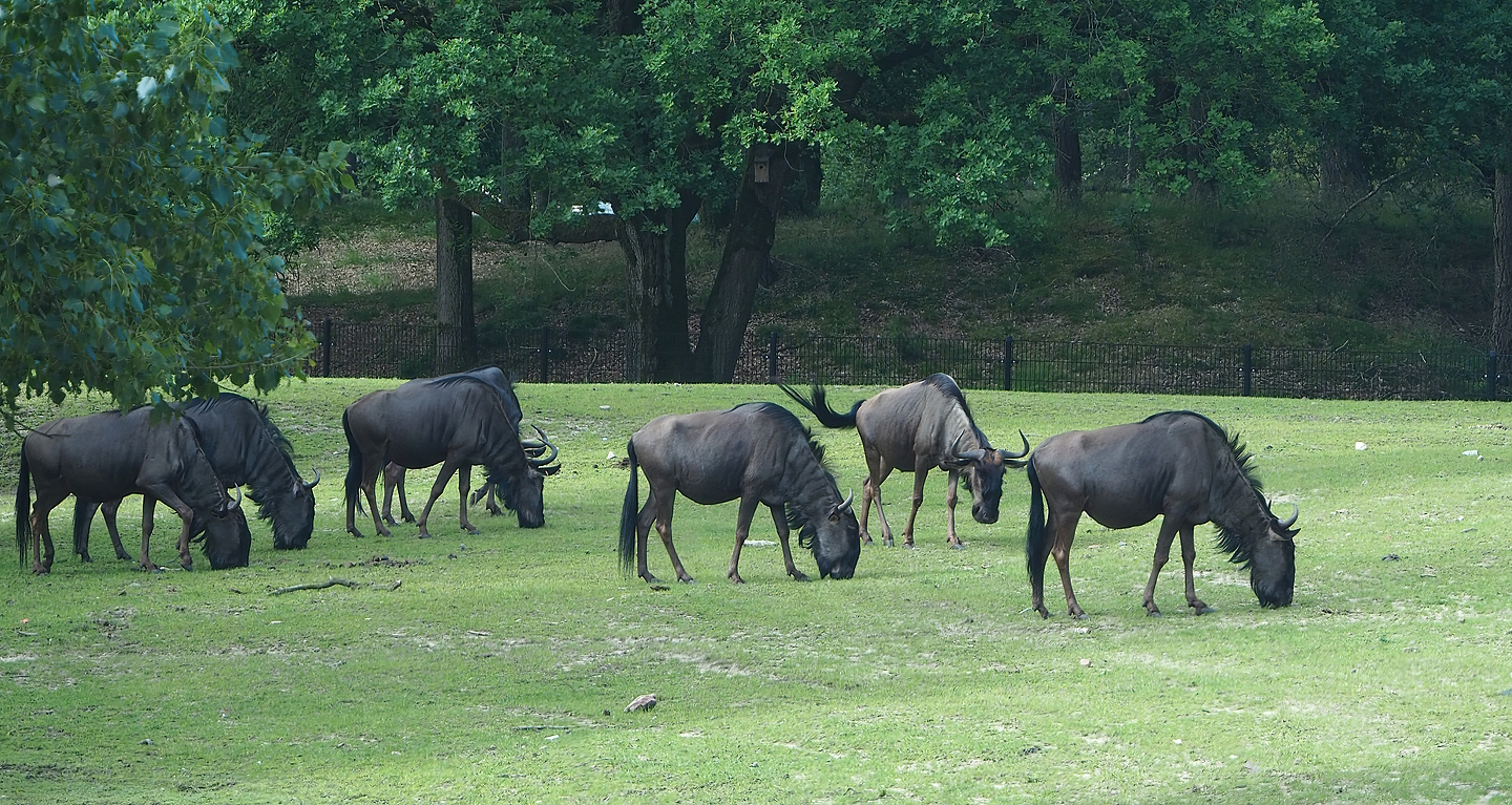 Blue wildebeest (Connochaetes taurinus taurinus), 2022-06-12