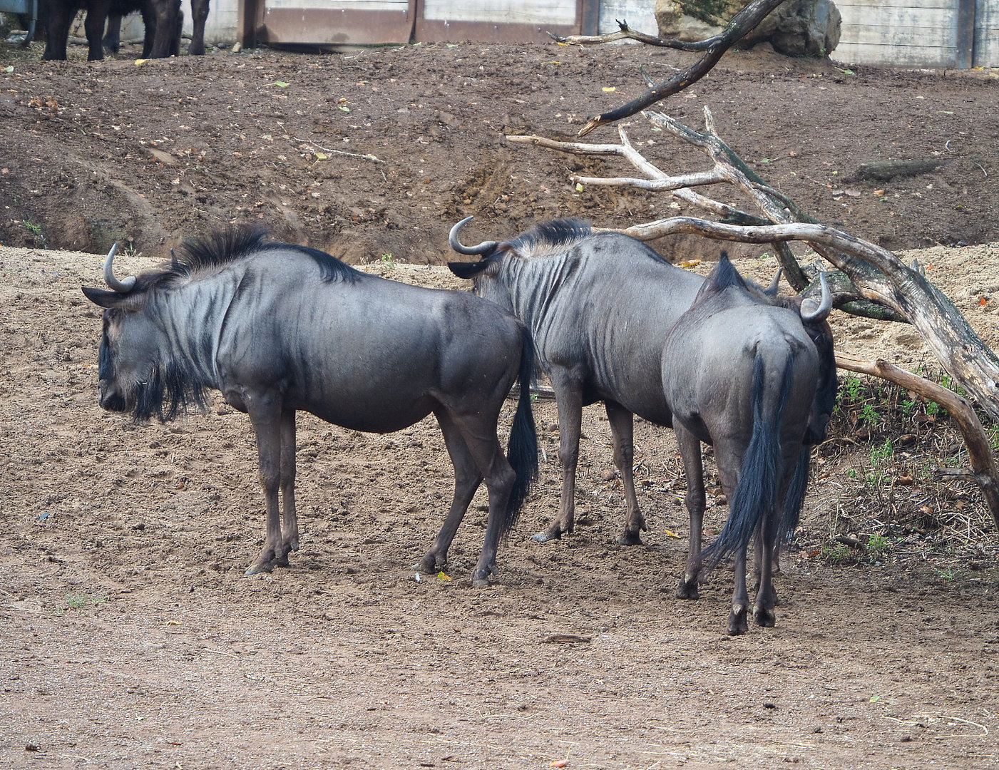 Blue wildebeest (Connochaetes taurinus taurinus), 2022-09-15