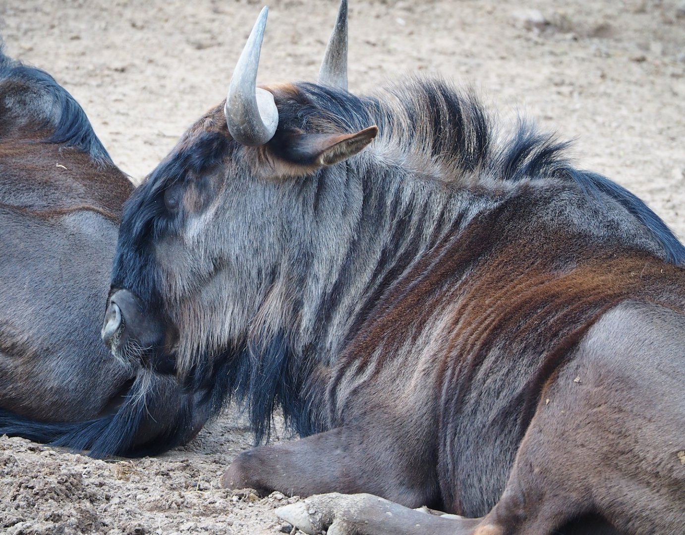 Blue wildebeest (Connochaetes taurinus taurinus), 2023-05-16