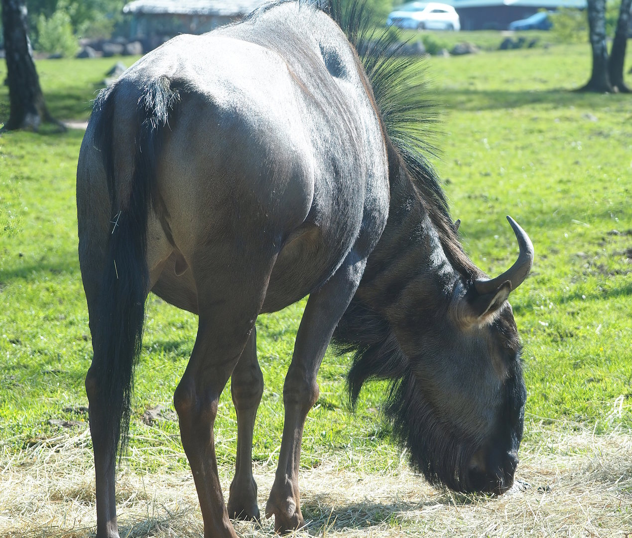 Blue wildebeest (Connochaetes taurinus taurinus), 2023-05-19