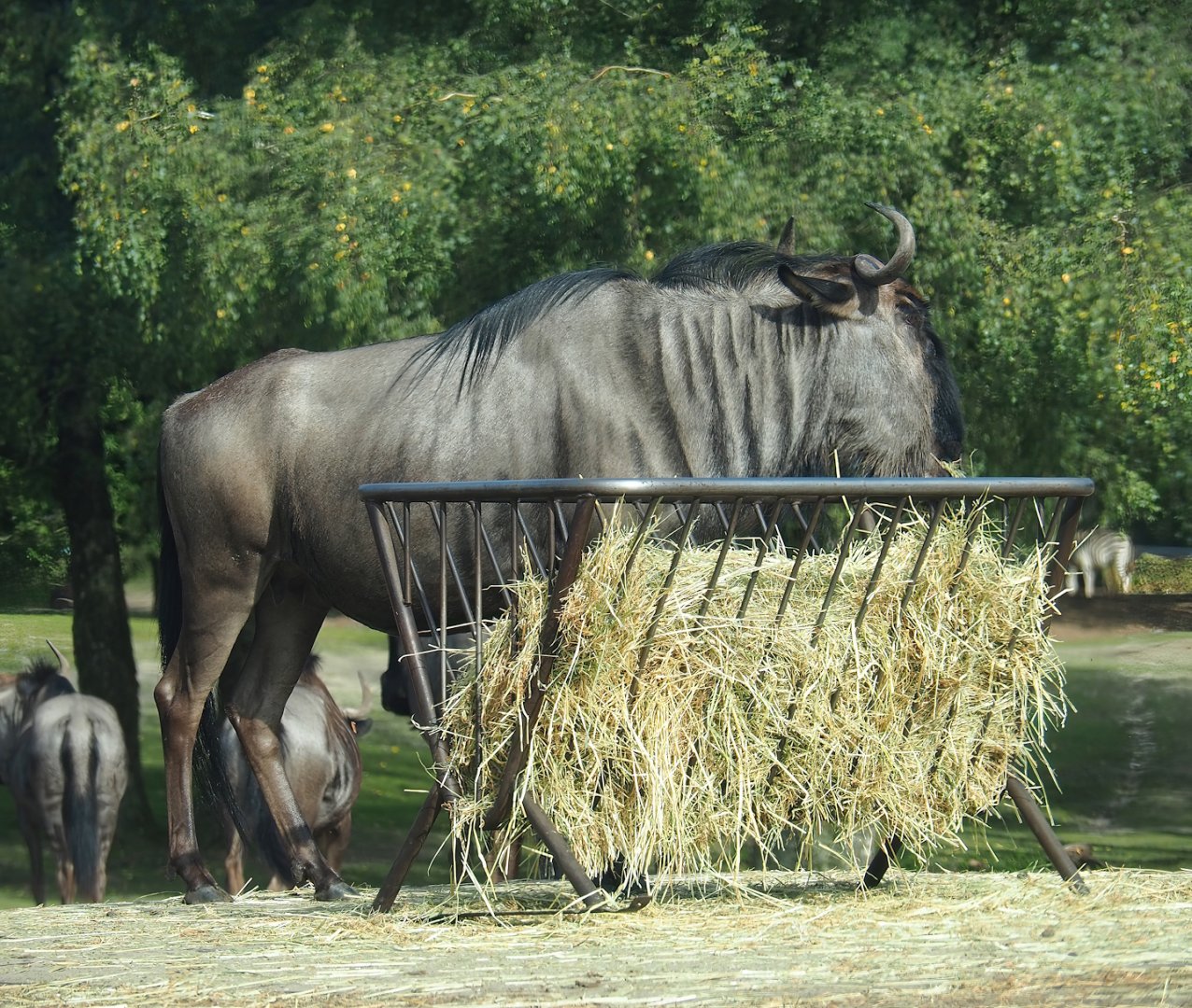 Blue wildebeest (Connochaetes taurinus taurinus), 2023-08-15