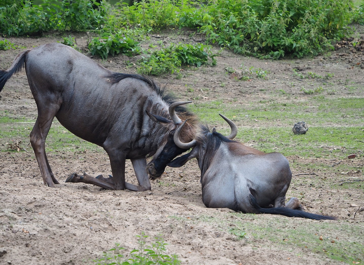 Blue wildebeest (Connochaetes taurinus taurinus), 2023-08-15