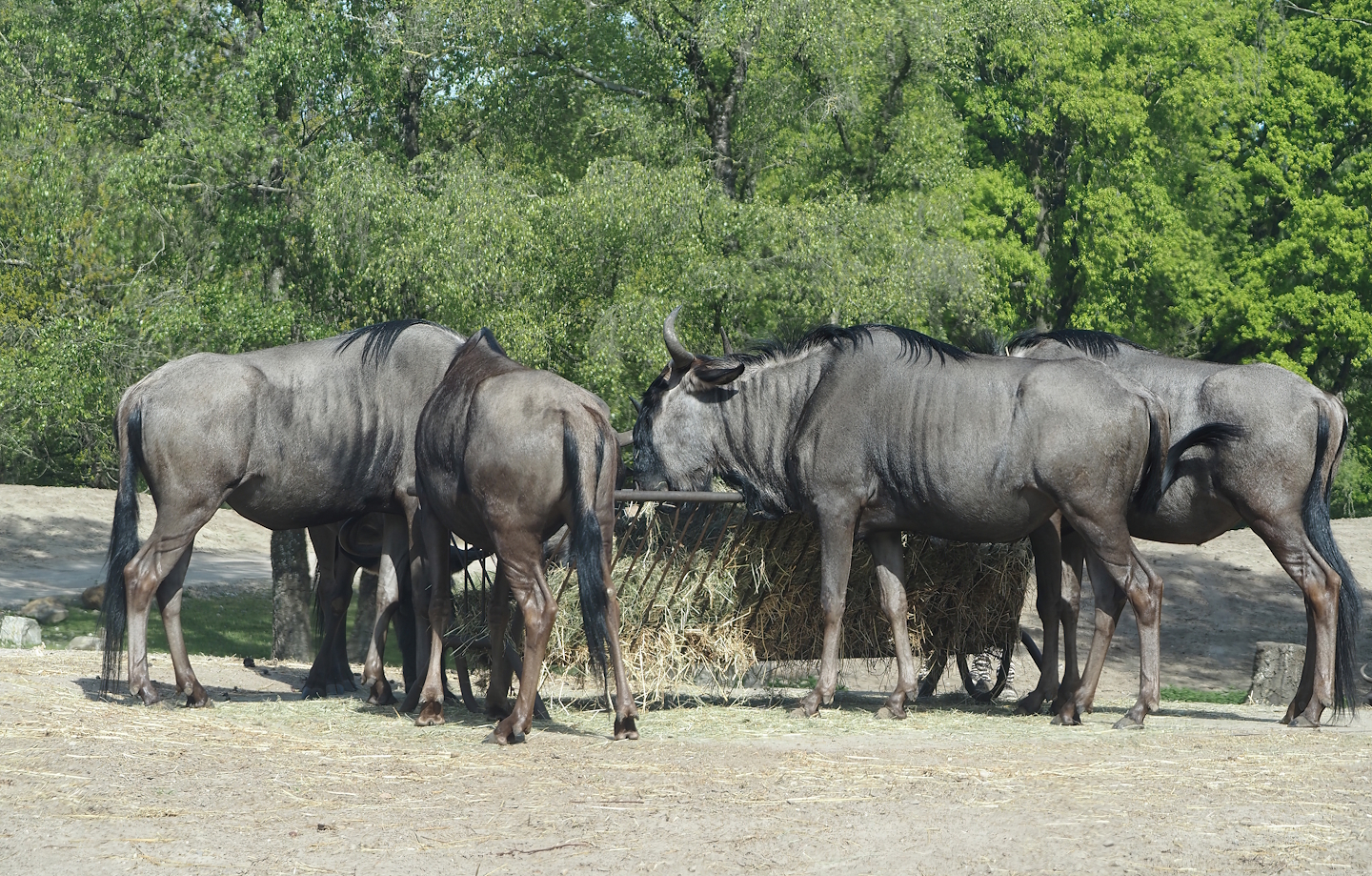 Blue wildebeest (Connochaetes taurinus taurinus), 2025-04-30