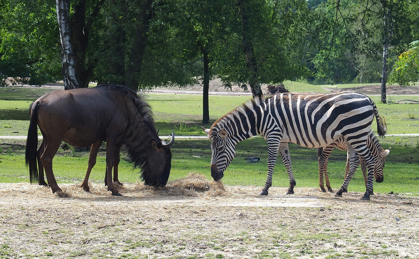 Blue wildebeest (Connochaetes taurinus taurinus) and Grant`s zebra (Equus quagga boehmi), 2022-06-12