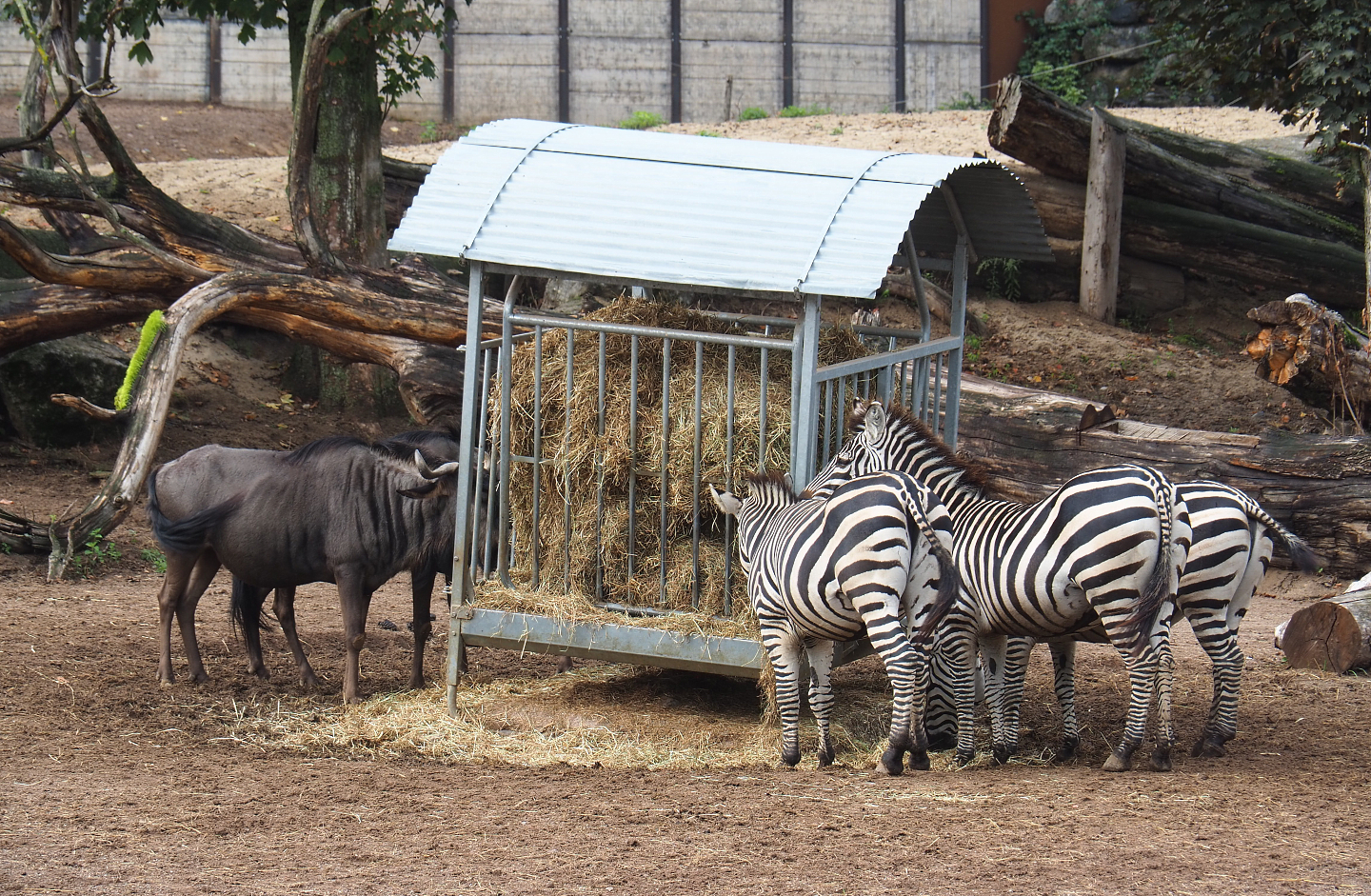 Blue wildebeest (Connochaetes taurinus taurinus) and Grant`s zebras (Equus quagga boehmi), 2022-09-15