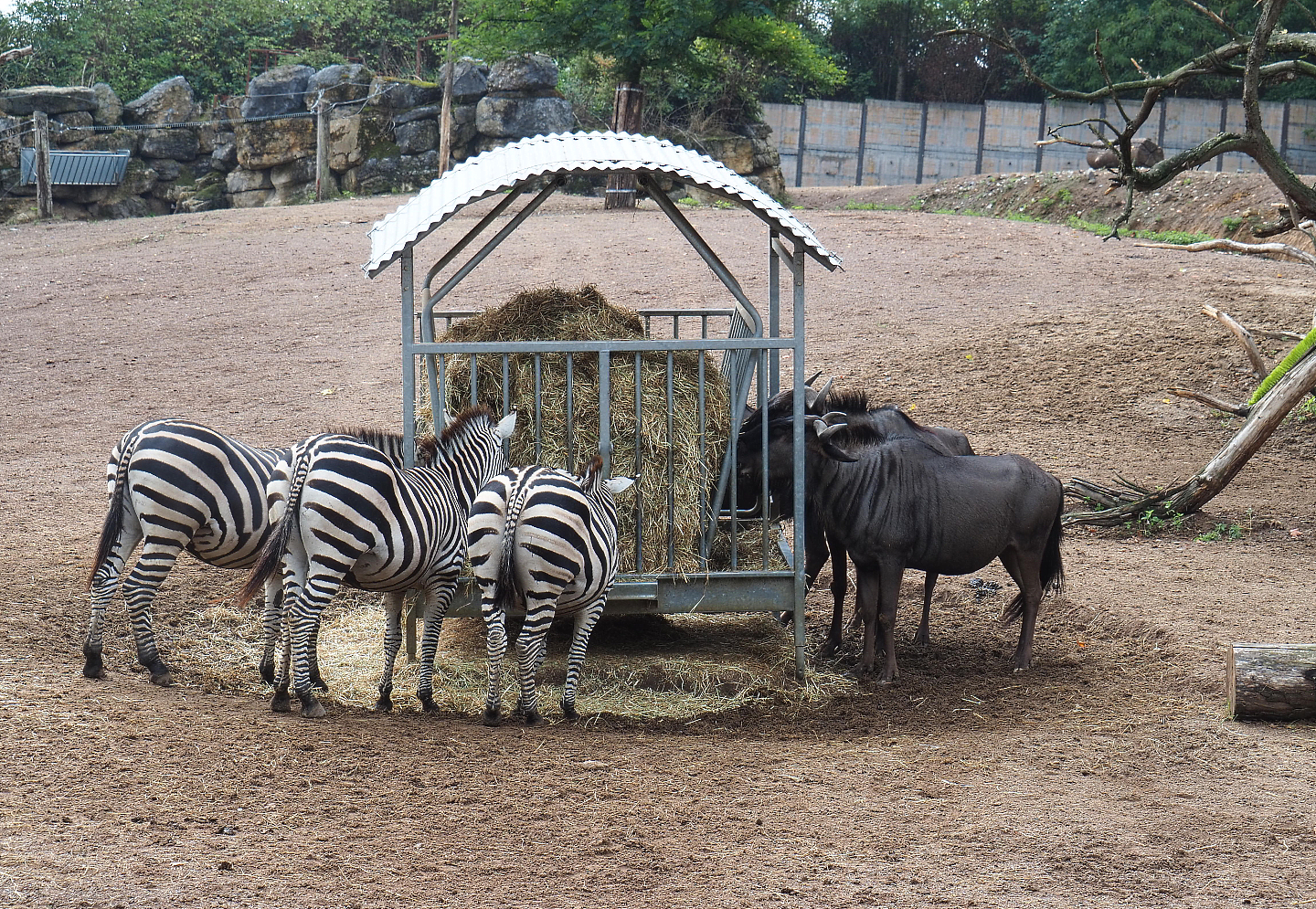 Blue wildebeest (Connochaetes taurinus taurinus) and Grant`s zebras (Equus quagga boehmi), 2022-09-15