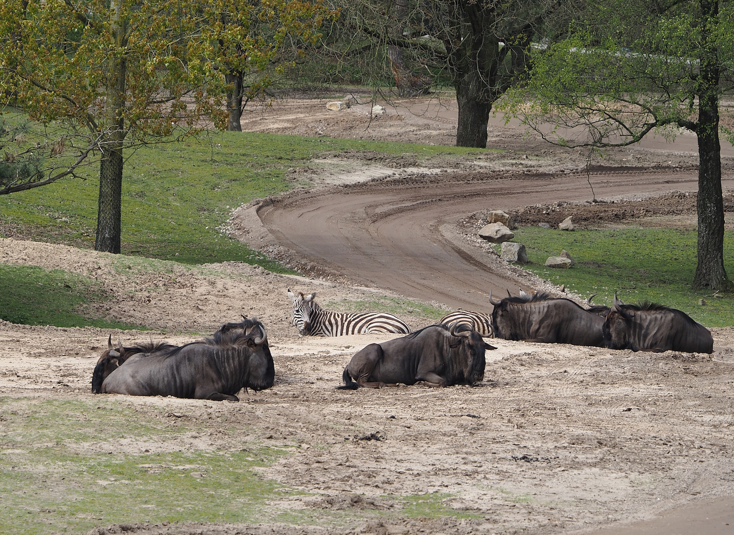 Blue wildebeest (Connochaetes taurinus taurinus) and Grant's zebras (Equus quagga boehmi), 2024-04-06