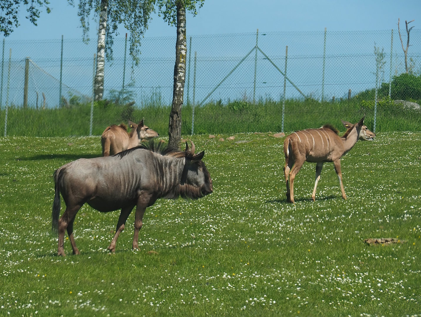 Blue wildebeest (Connochaetes taurinus taurinus) and Greater kudu (Tragelaphus strepsiceros), 2023-05-19