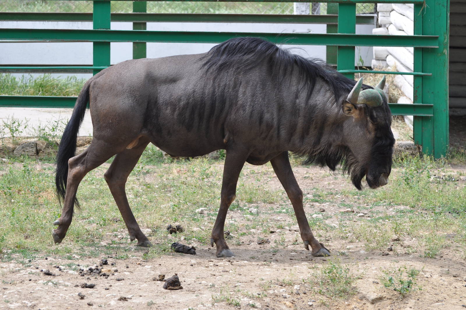 Blue wildebeest/ Connochaetes taurinus taurinus