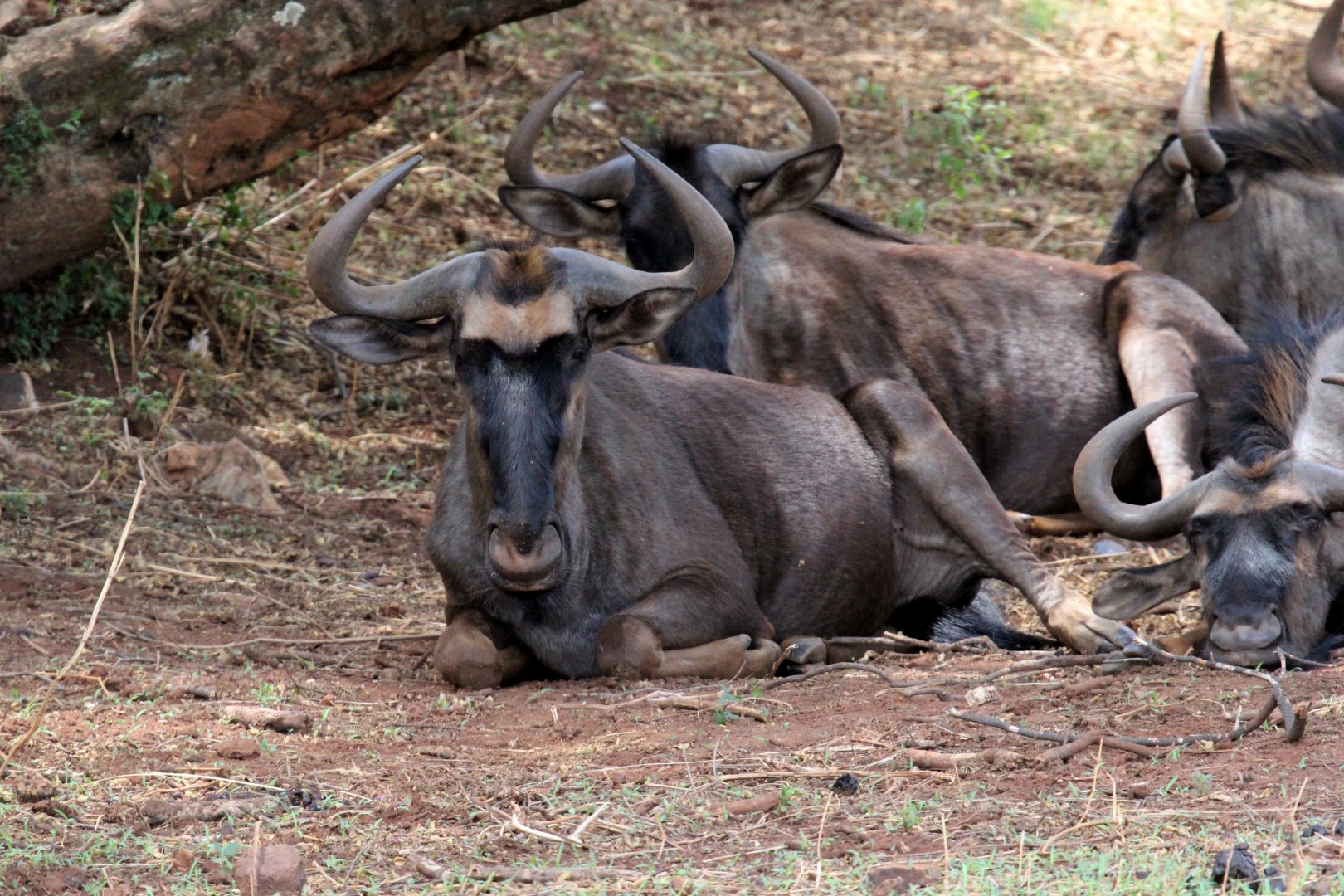 blue wildebeest (Connochaetes taurinus taurinus)