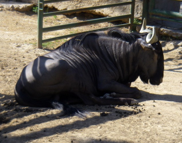 Blue Wildebeest (Connochaetes taurinus)