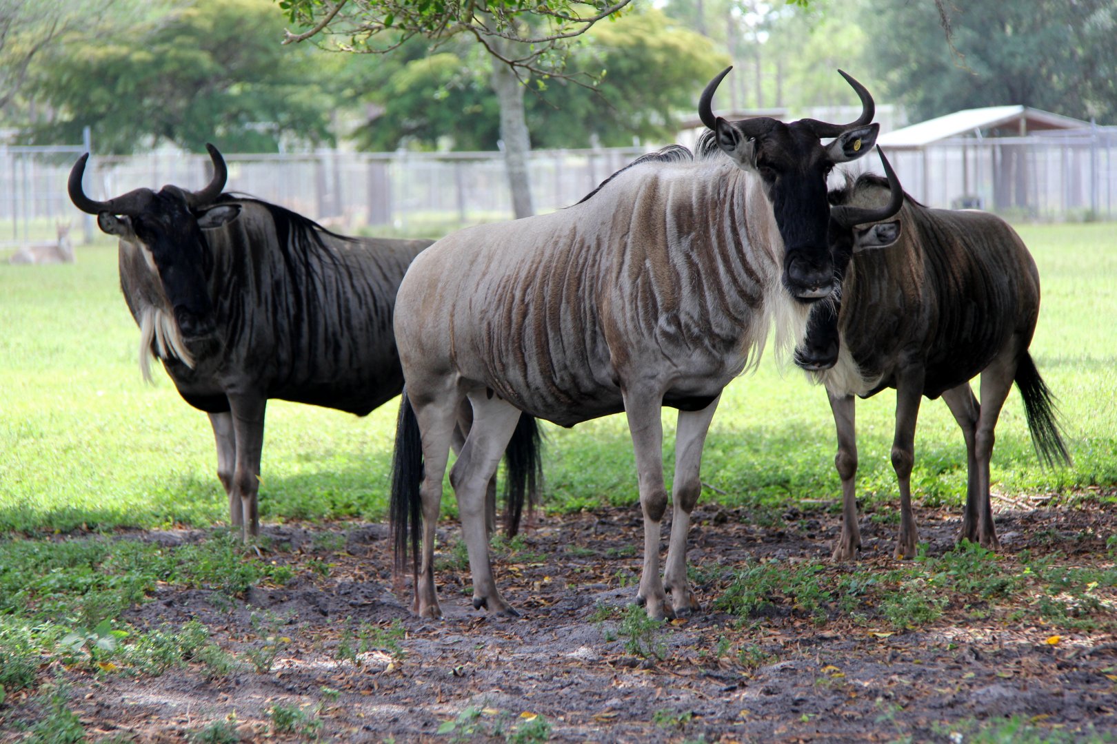 blue wildebeest (Connochaetes taurinus)