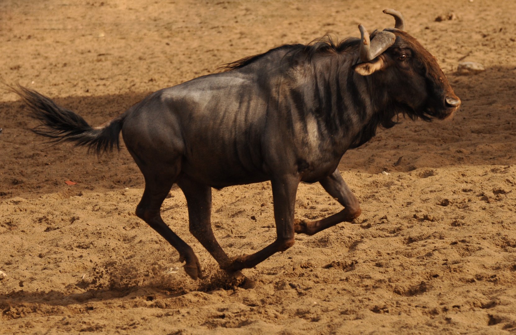 Blue wildebeest (Connochaetes taurinus)