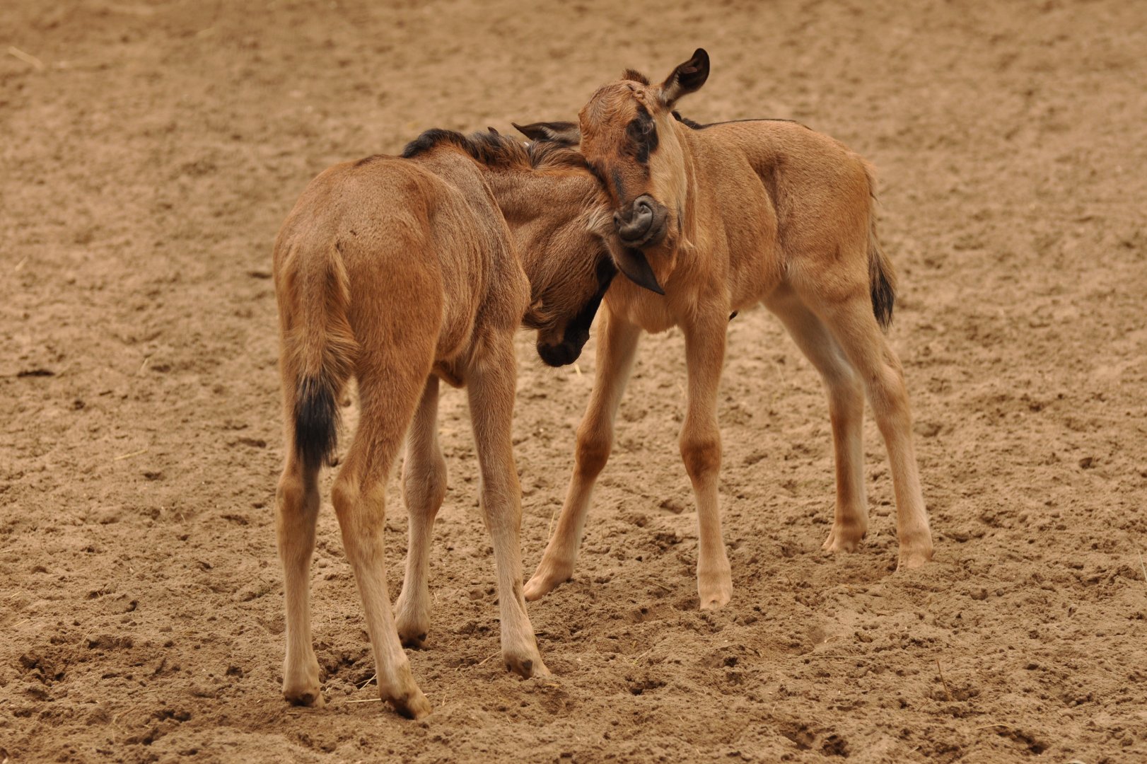 Blue wildebeest (Connochaetes taurinus)