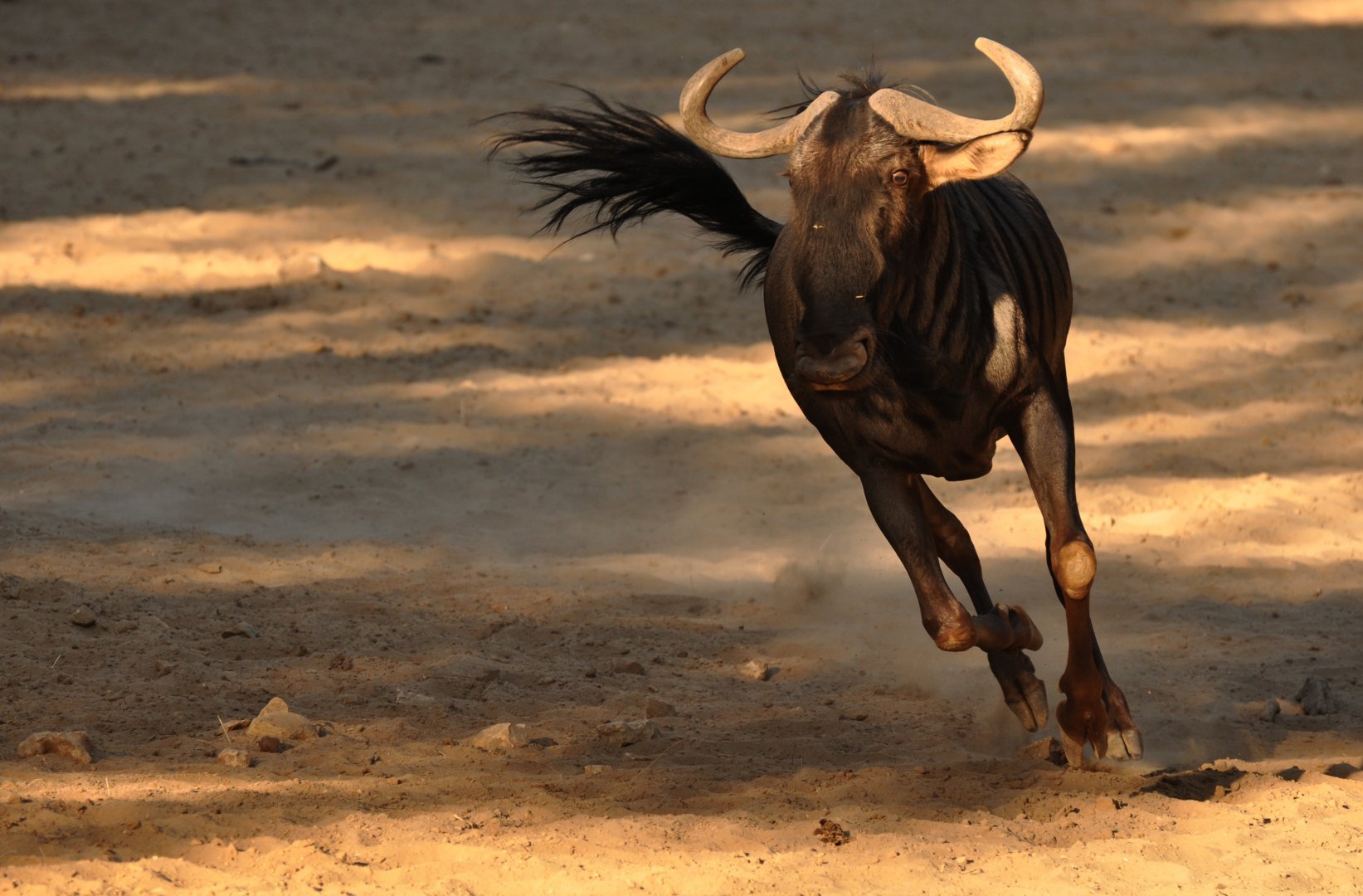 Blue wildebeest (Connochaetes taurinus)