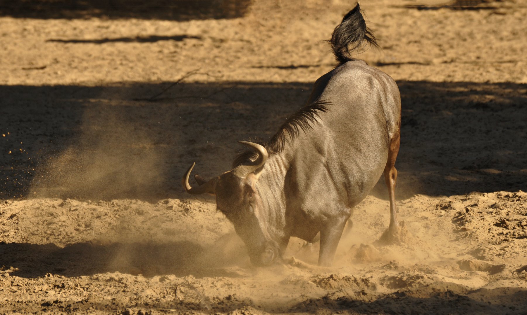 Blue wildebeest (Connochaetes taurinus)