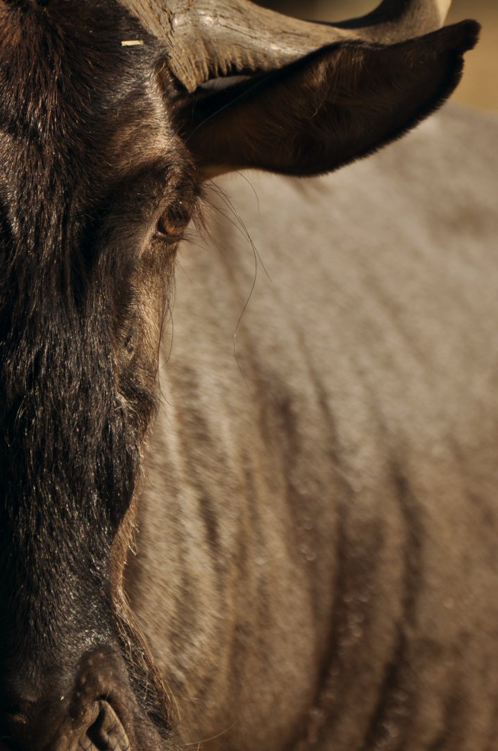 Blue wildebeest (Connochaetes taurinus)