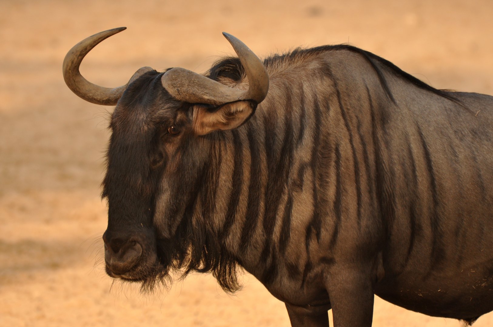 Blue wildebeest (Connochaetes taurinus)