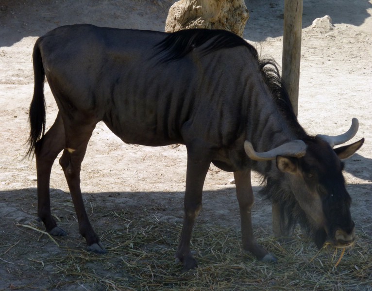 Blue wildebeest (Connochaetes taurinus)