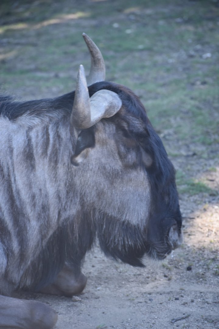 Blue wildebeest (Connochaetes taurinus)