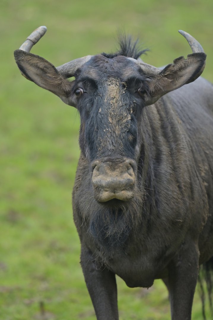 Blue Wildebeest (Connochaetes taurinus)