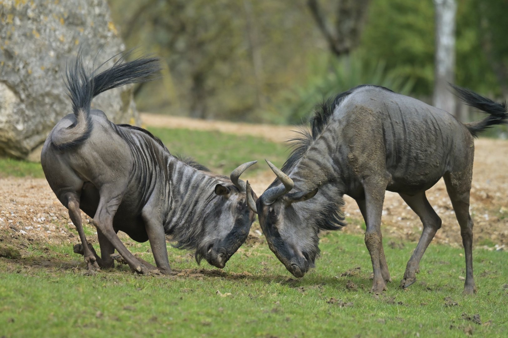 Blue Wildebeest (Connochaetes taurinus)