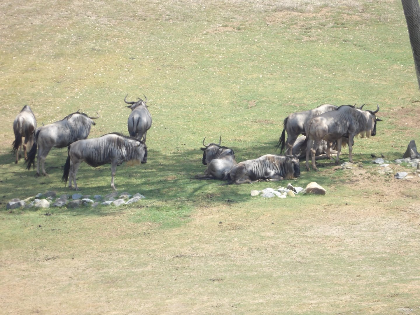 Blue Wildebeest(Connochaetes taurinus)
