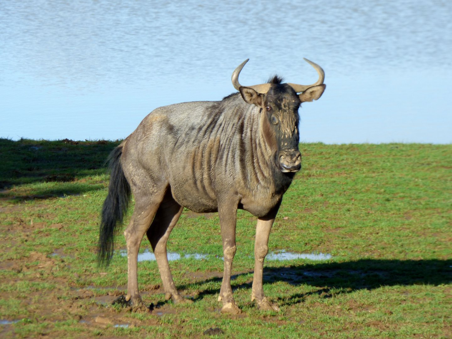 Blue wildebeest (Connochaetes taurinus)