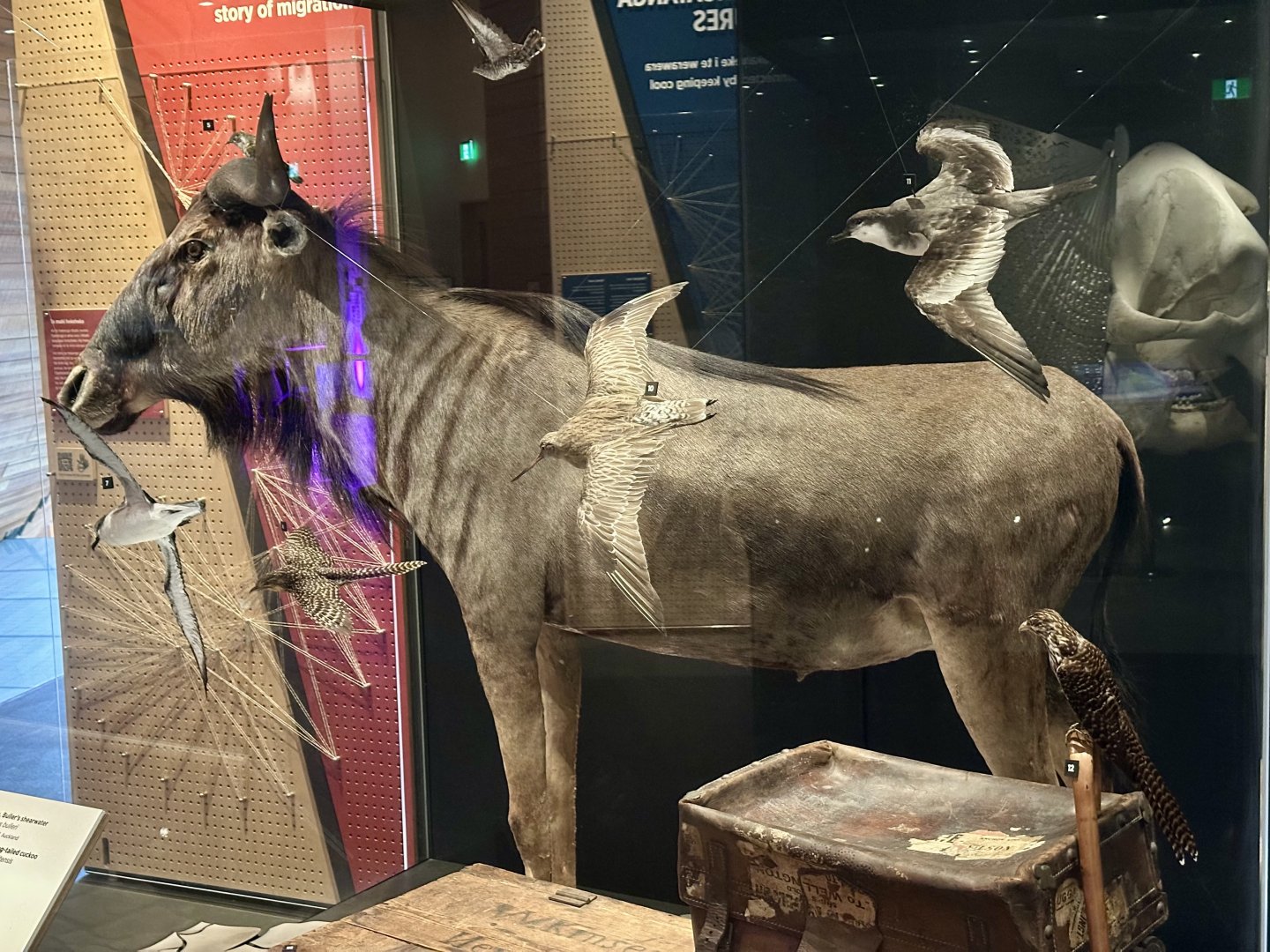 Blue wildebeest (Connochaetes taurinus)