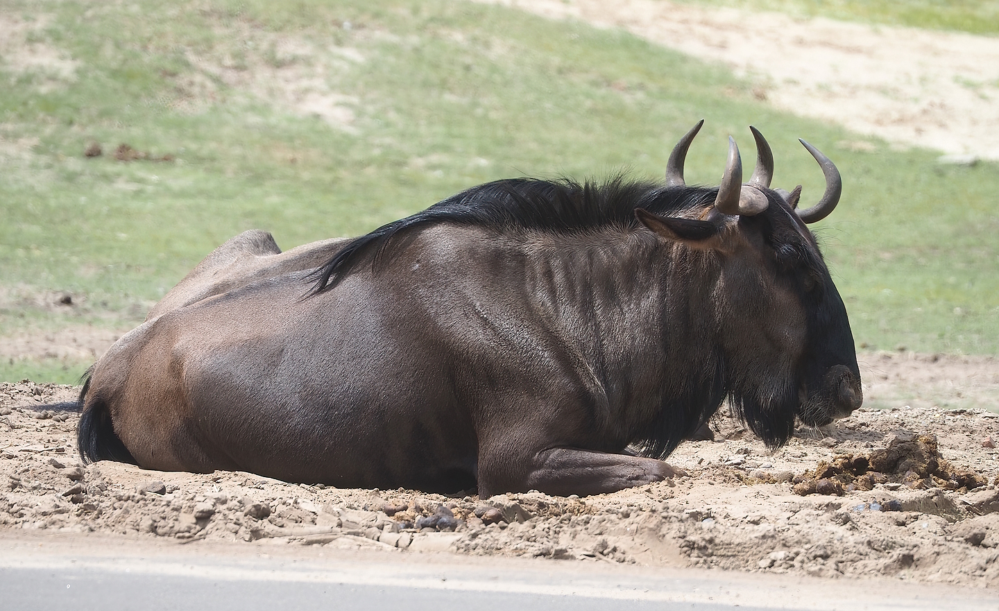 Blue wildebeest (Connochaetus taurinus taurinus), 2022-06-12