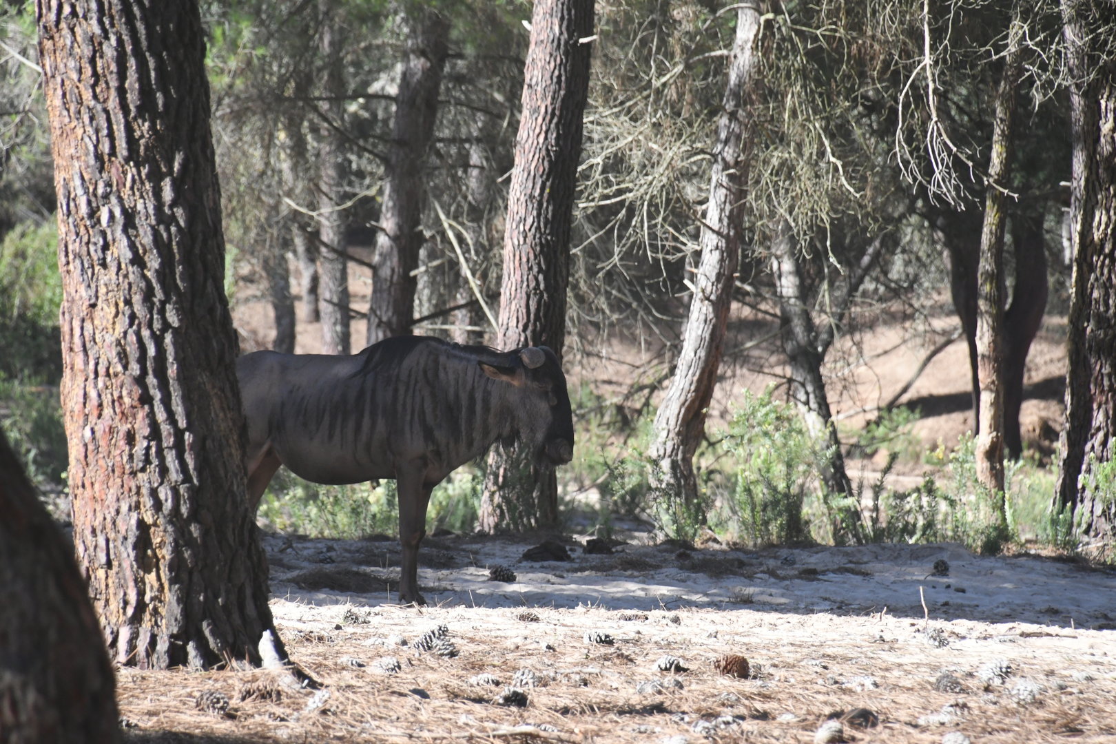 Blue Wildebeest (drive-through section)