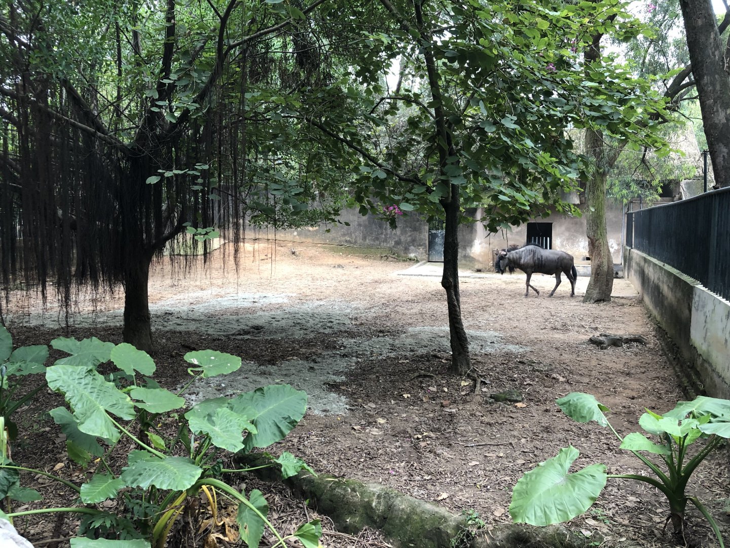 Blue Wildebeest Exhibit