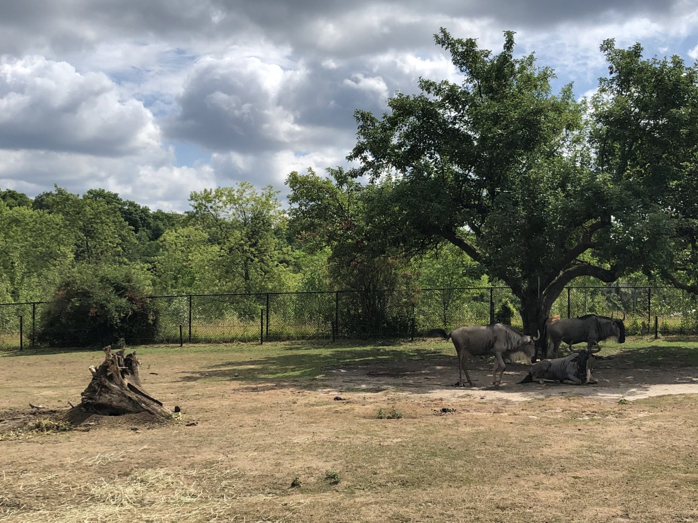 Blue Wildebeest Exhibit