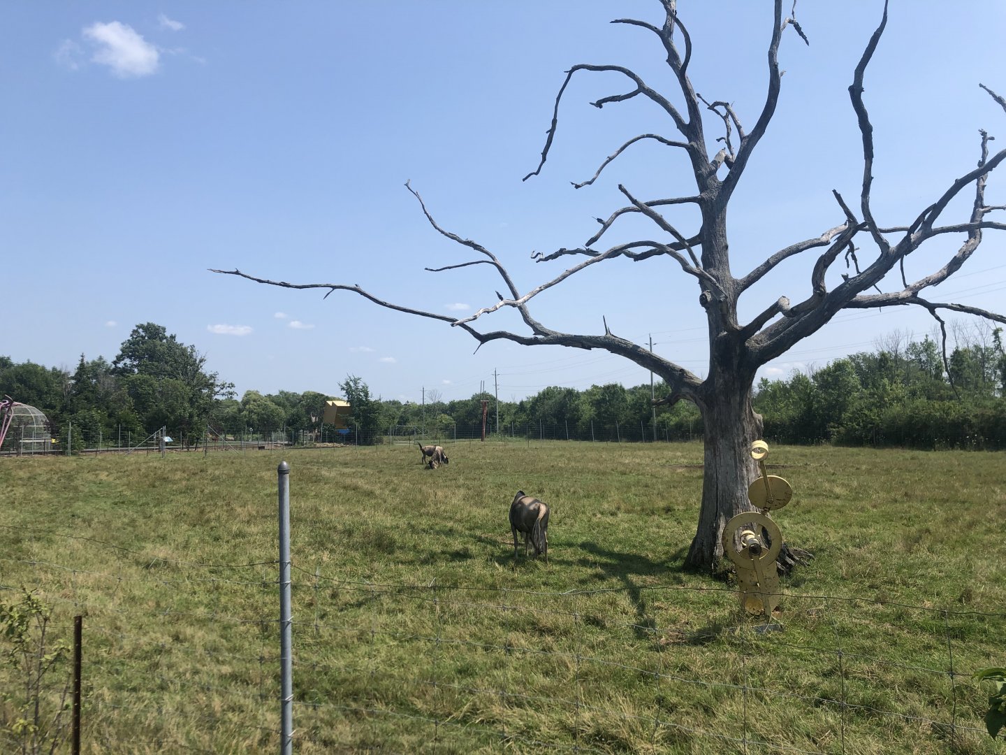 Blue Wildebeest Exhibit