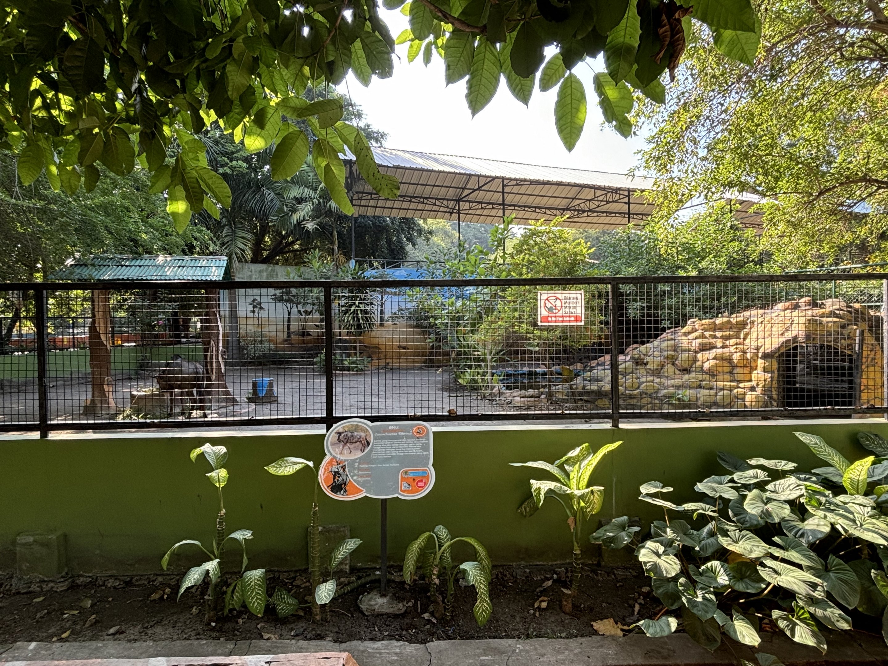 Blue Wildebeest Exhibit