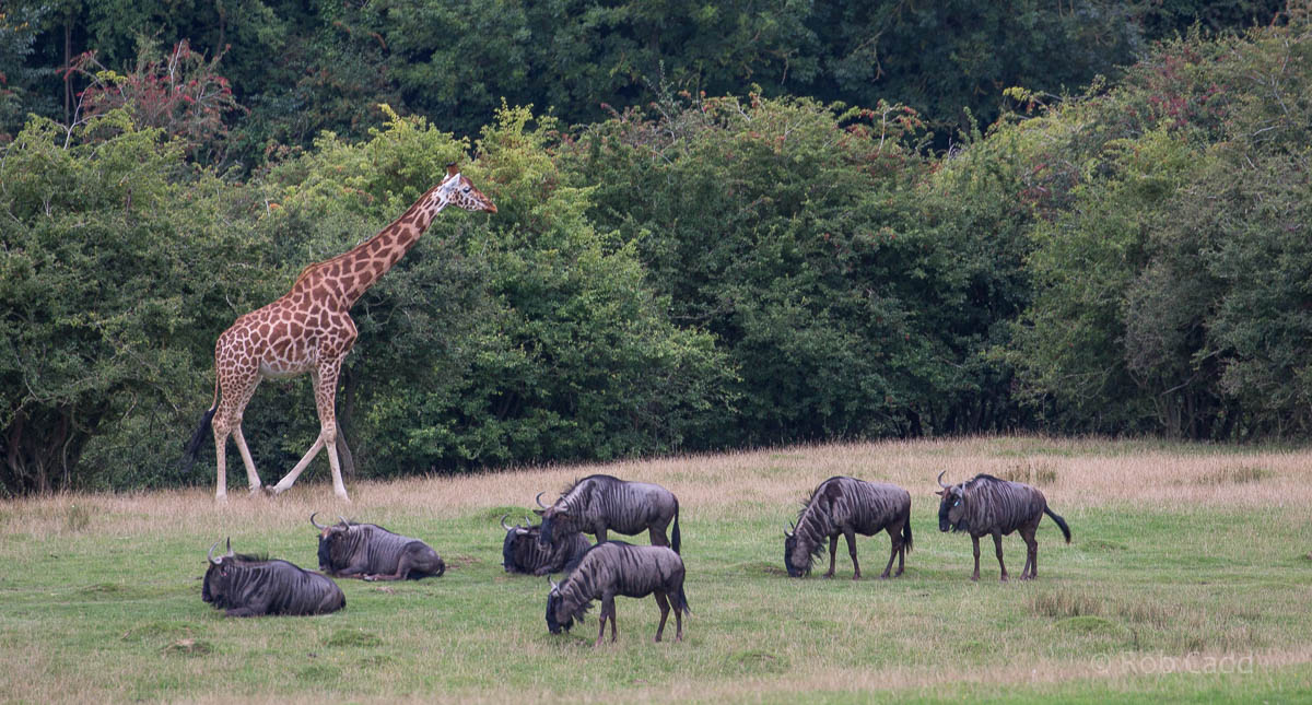 Blue wildebeest; giraffe : Port Lympne : 29 Aug 2015