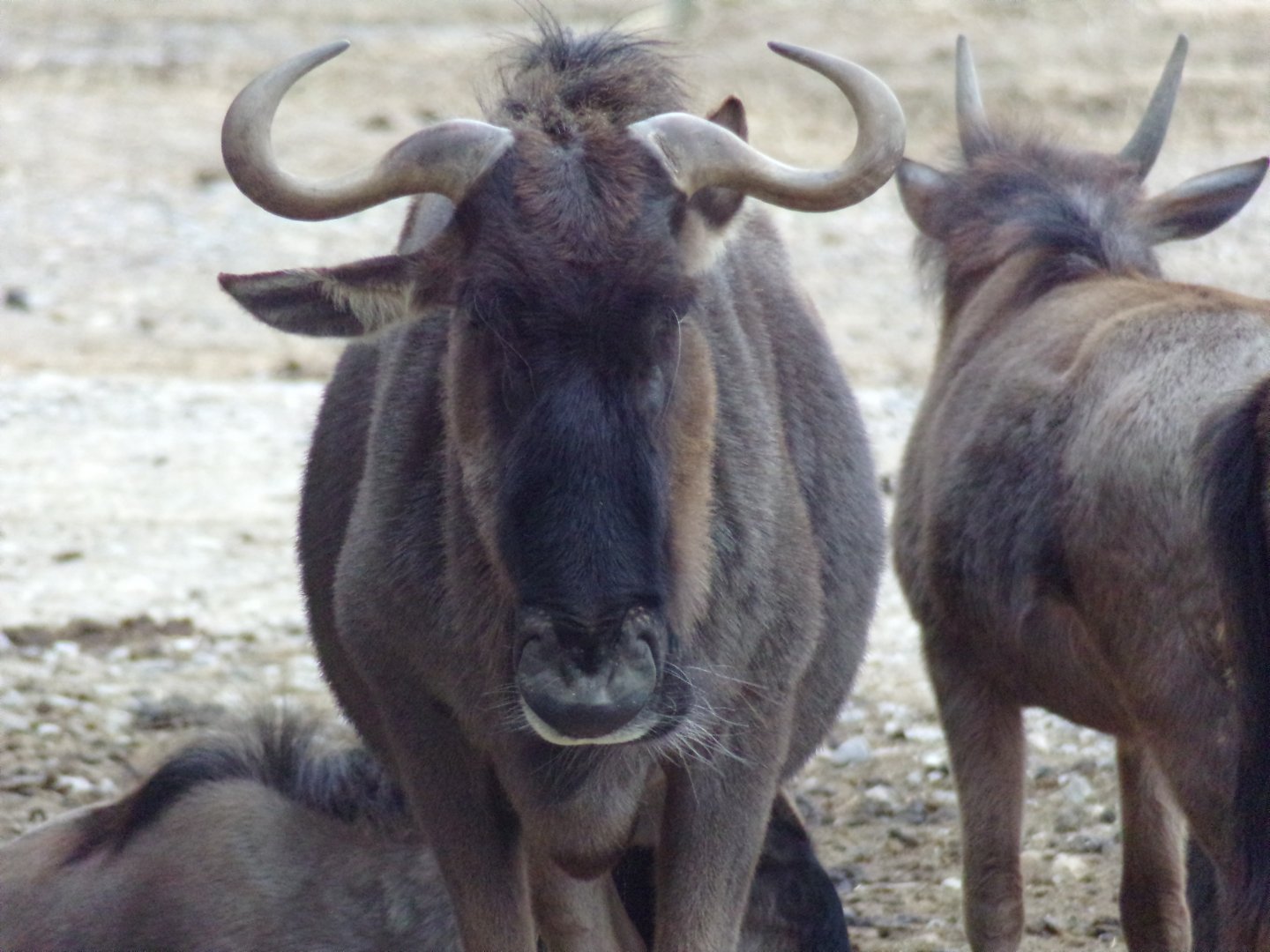 Blue Wildebeest in African plains