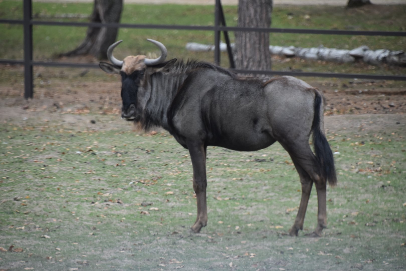 Blue wildebeest in the Safari drive through