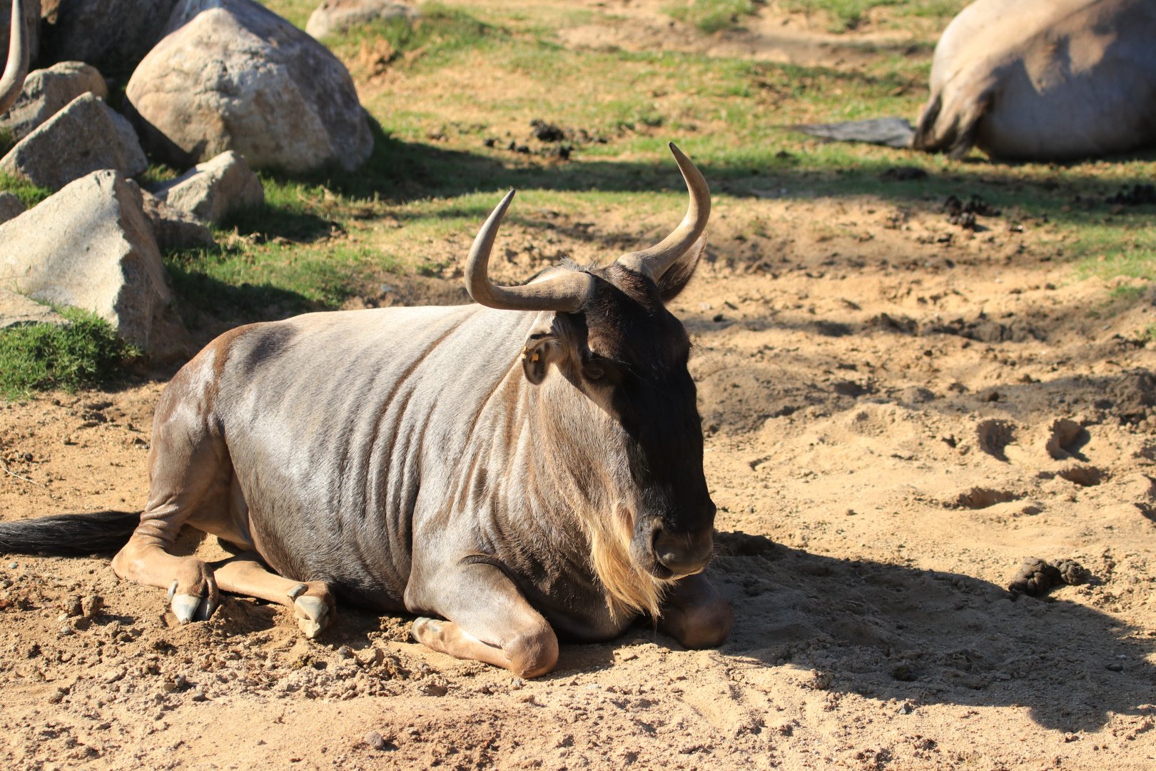 Blue wildebeest (June 2019)