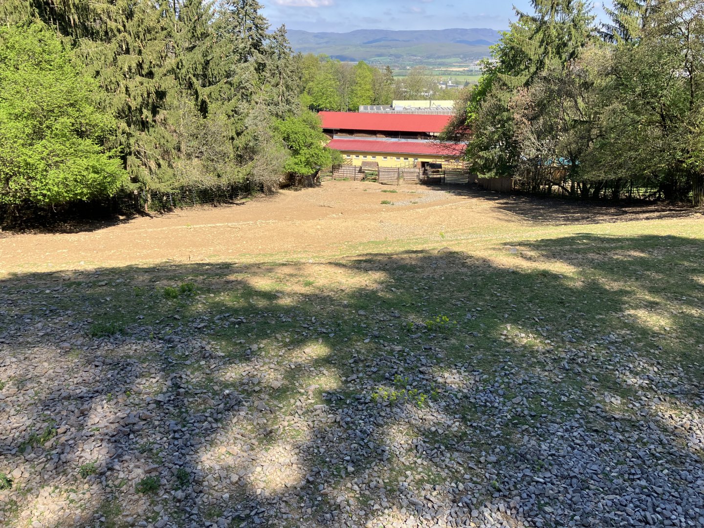 Blue wildebeest paddock-09/2023