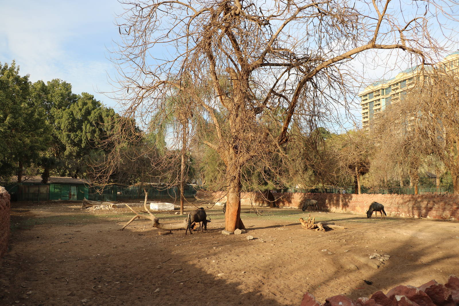 Blue wildebeest paddock, February 2016