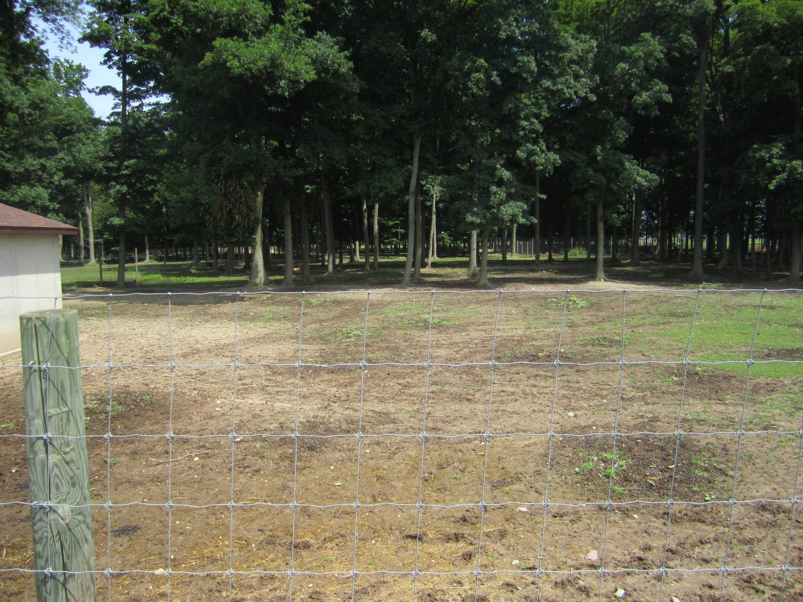 Blue Wildebeest Paddock