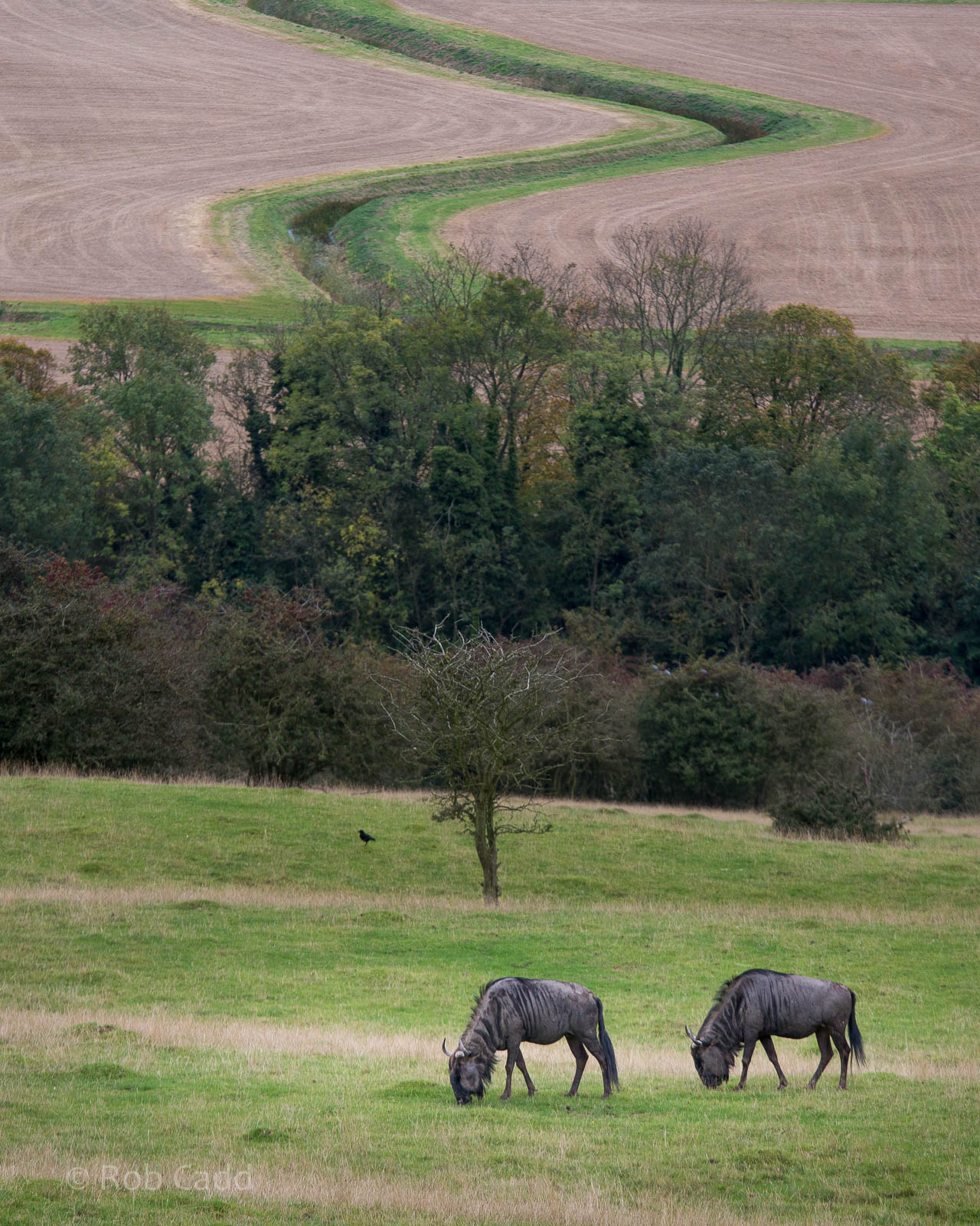 Blue wildebeest : Port Lympne : 15 Oct 2014