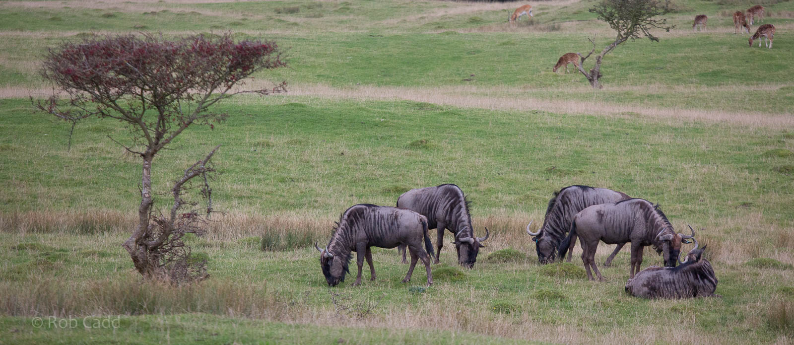 Blue wildebeest : Port Lympne : 15 Oct 2014
