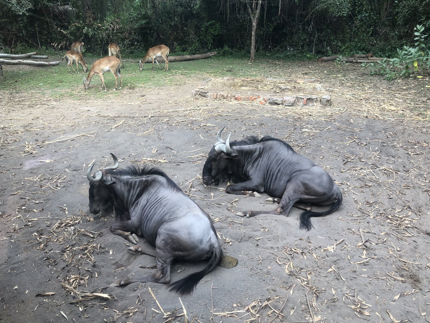 Blue Wildebeest & Red Lechwe
