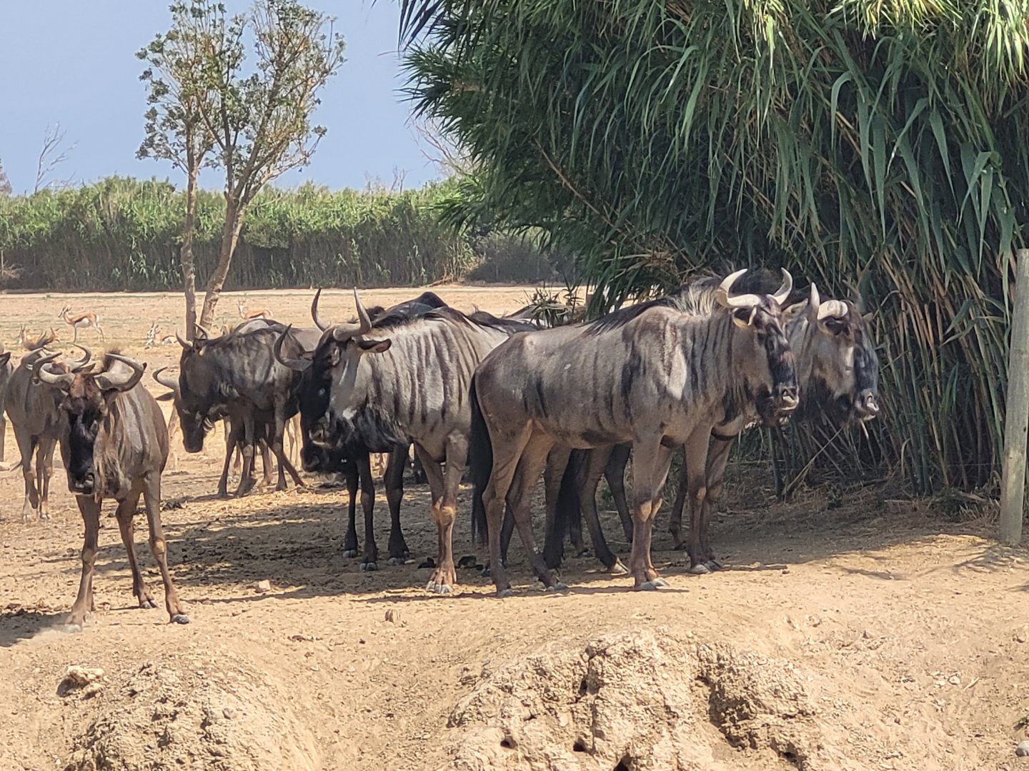 Blue wildebeest -Réserve Africaine de Sigean (2022)