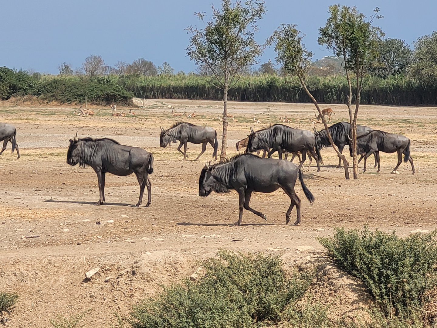 Blue wildebeest -Réserve Africaine de Sigean (2022)
