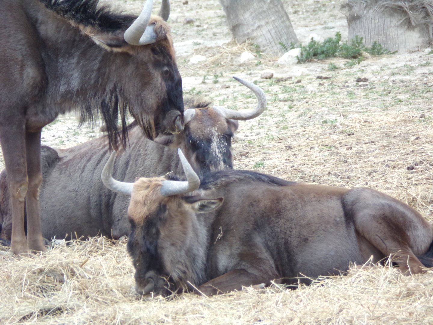 Blue Wildebeest - - Réserve Africaine de Sigean (2024)